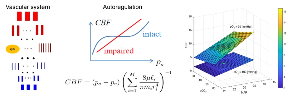 Mathematical simulations towards preventing cerebral hemorrhage in premature infants