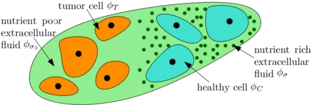 tumor growth model involving the tumor cells, the healthy cells ,the nutrient-rich extracellular water and the nutrient-poor extracellular water